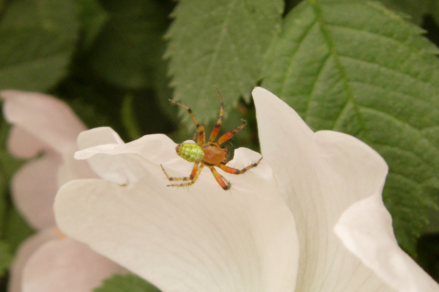 Araniella sp.